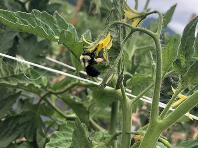 Tomato flowers with bee