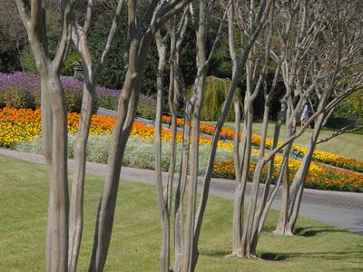 Crape myrtles (Lagerstroemia indica) pruned to maintain the tree’s natural growth habit will provide beauty year-round in the landscape.