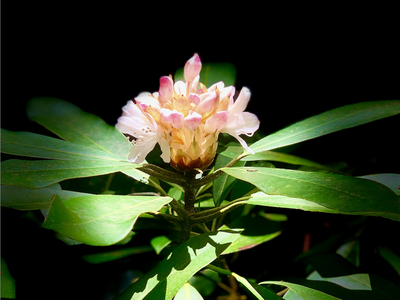 Vignette of a rhododendron blossom in Cherokee County North Carolina.