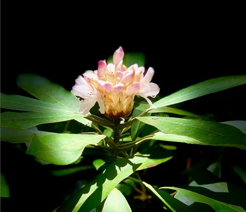 Vignette of a rhododendron blossom in Cherokee County North Carolina.