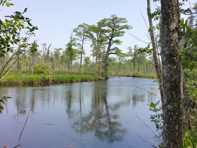 Wetlands near the Lockwood Folly River