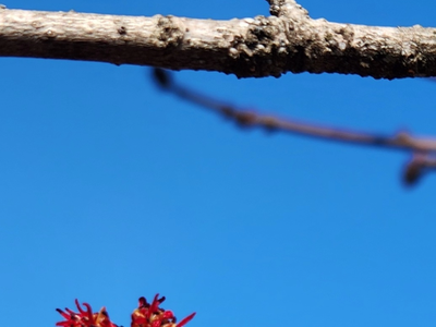Red maple flowers on bare branches against blue sky; text "Maple in Bloom" at top