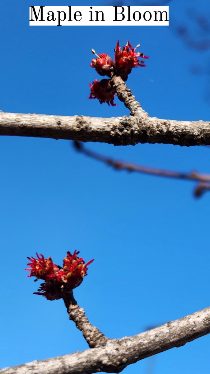 Red maple flowers on bare branches against blue sky; text "Maple in Bloom" at top