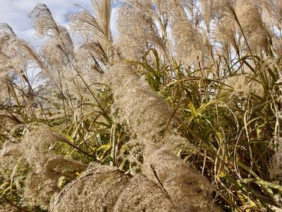 Beige pampas grass plumes rising against a partly cloudy blue sky