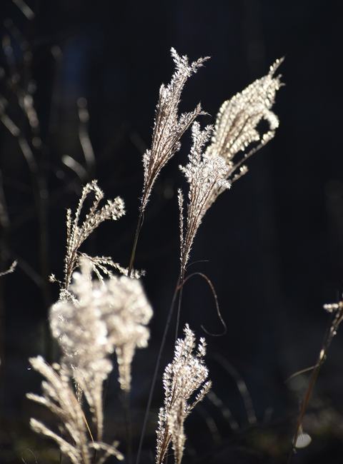 Backlit tall grass plumes with feathery seed heads against dark background