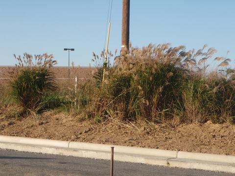 Pampas grass clumps beside a roadside curb with a utility pole in background