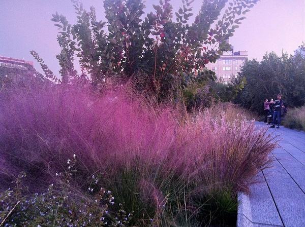 broad picture of pink muhly grass showing pink feathery sead heads across many plants. 