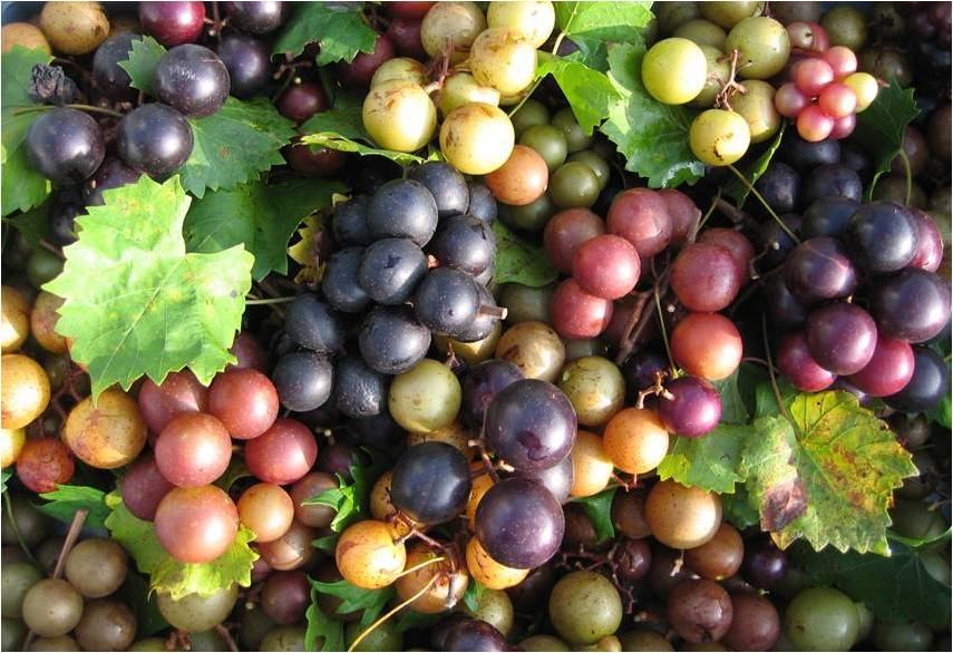 Muscadine Grapes in NC