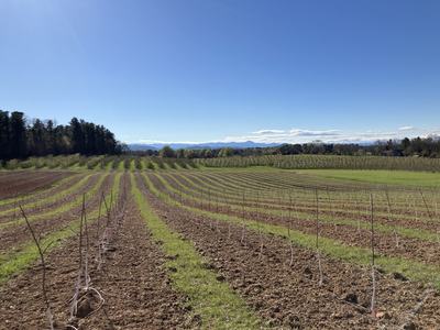 Rows of young saplings planted in furrows across a rural field with distant mountains