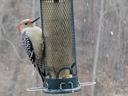 Red-bellied Woodpecker at a feeder