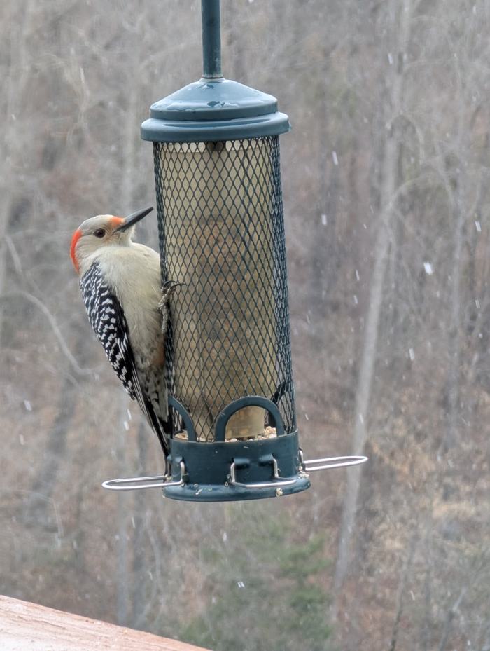 Red-bellied Woodpecker at a feeder