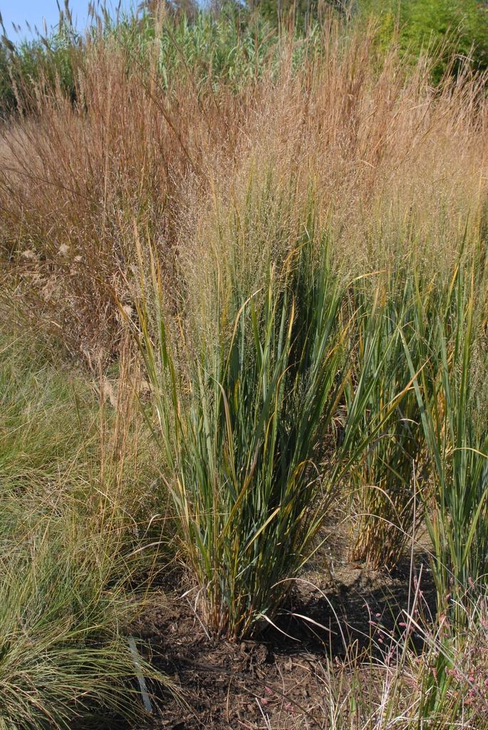tall grass with fine seed brown seed head. 