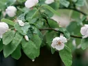 Quince tree in bloom