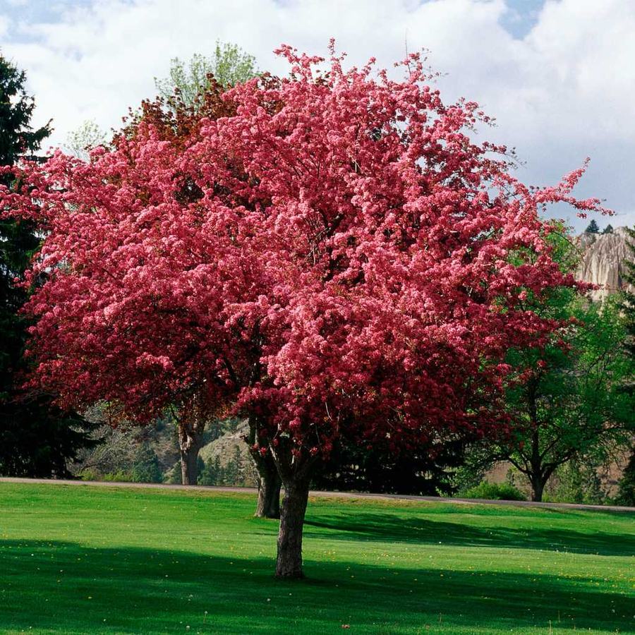 Pink flowering tree standing on green lawn in a park-like setting