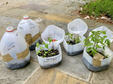 milk jug greenhouse