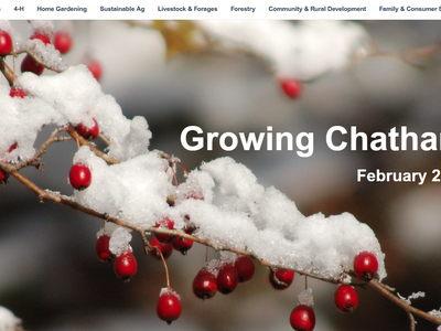 Snow-covered red berries on branches with text "Growing Chatham February 2025"