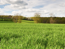 Expansive green field of tall grass with scattered trees and a partly cloudy sky