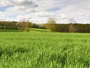 Expansive green field of tall grass with scattered trees and a partly cloudy sky