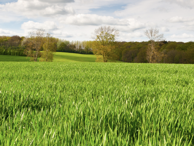 green grass and blue sky