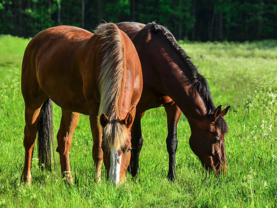 Two horses grazing in a green grassy pasture
