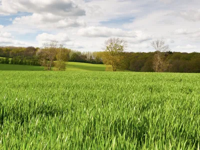 Expansive green field of tall grass with scattered trees and a partly cloudy sky