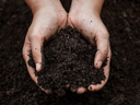 Hands holding soil