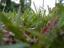 St. Augustinegrass