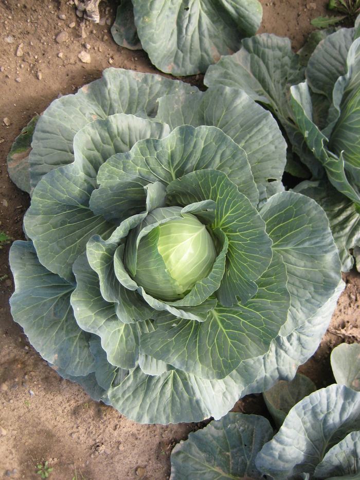 Head of cabbage being grown in a commercial field