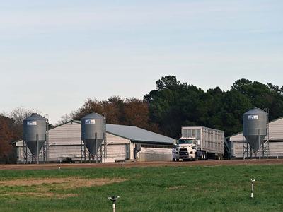 NC State Extension helps the North Carolina swine industry hogs and pigs