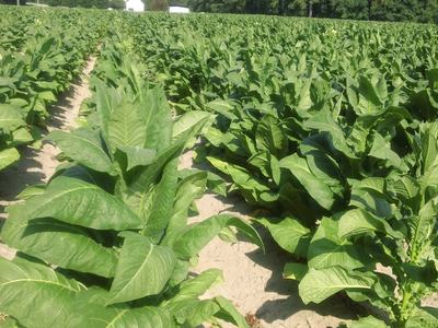 Tobacco plants in a field in NC.