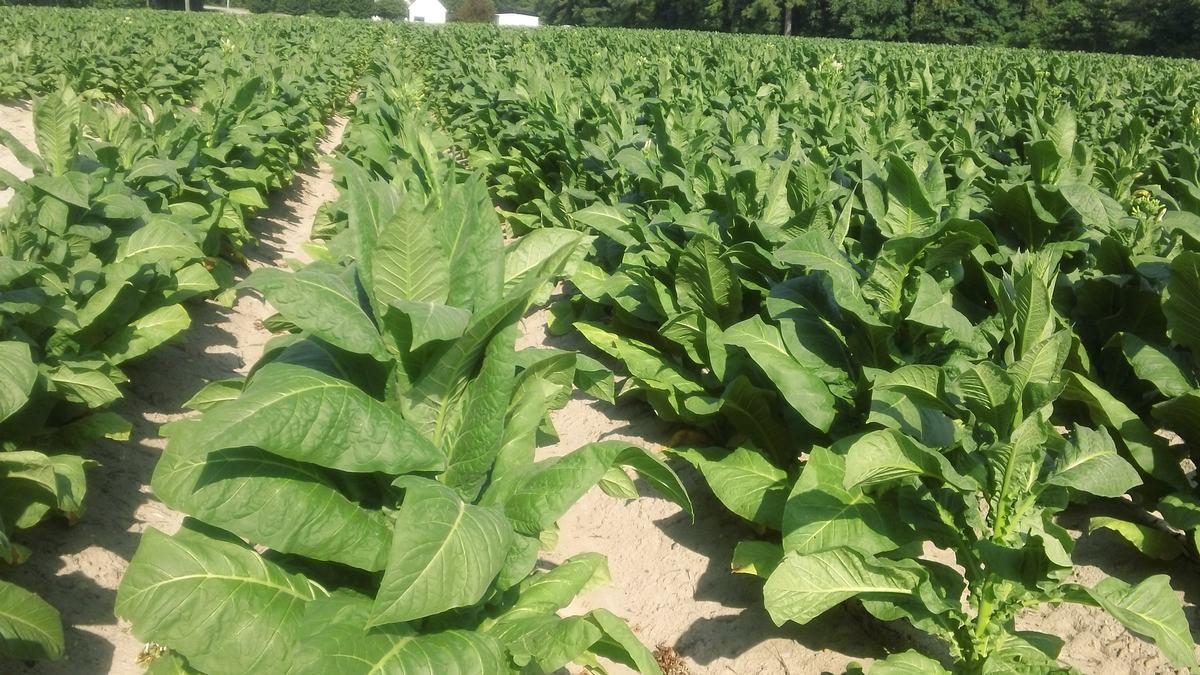 Tobacco plants in a field in NC.