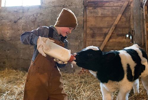 Young boy in overalls bottle-feeding black-and-white calf inside barn