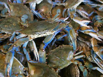 Pile of blue crabs with visible shells and claws