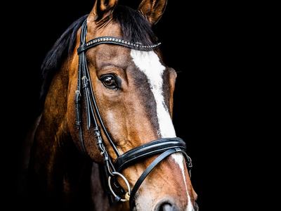 brown horse in a bridle Image by Tom Meurer from Pixabay
