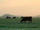 cows grazing