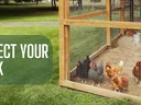 chickens in a coop