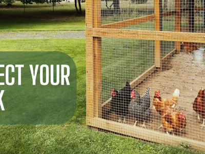 chickens in a coop