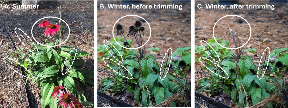 A three-panel photo showing a coneflower plant in bloom, then the same plant in the fall when the flowers have died, and finally, the same plant in the winter after the dead flower stems have been trimmed. 