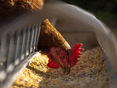 A chicken feeds on seed.