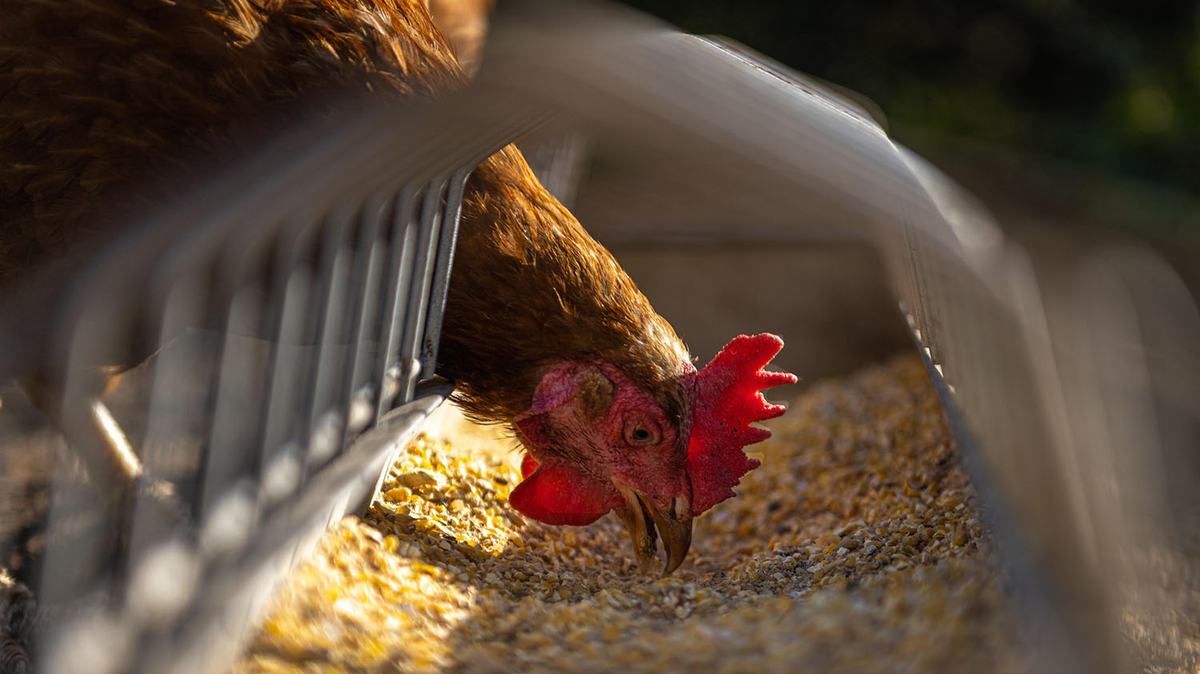 A chicken feeds on seed.