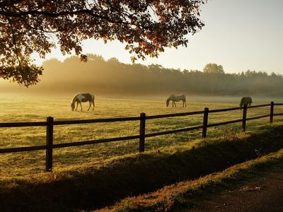 horses grazing in a fenced pasture Image by Aritha from Pixabay