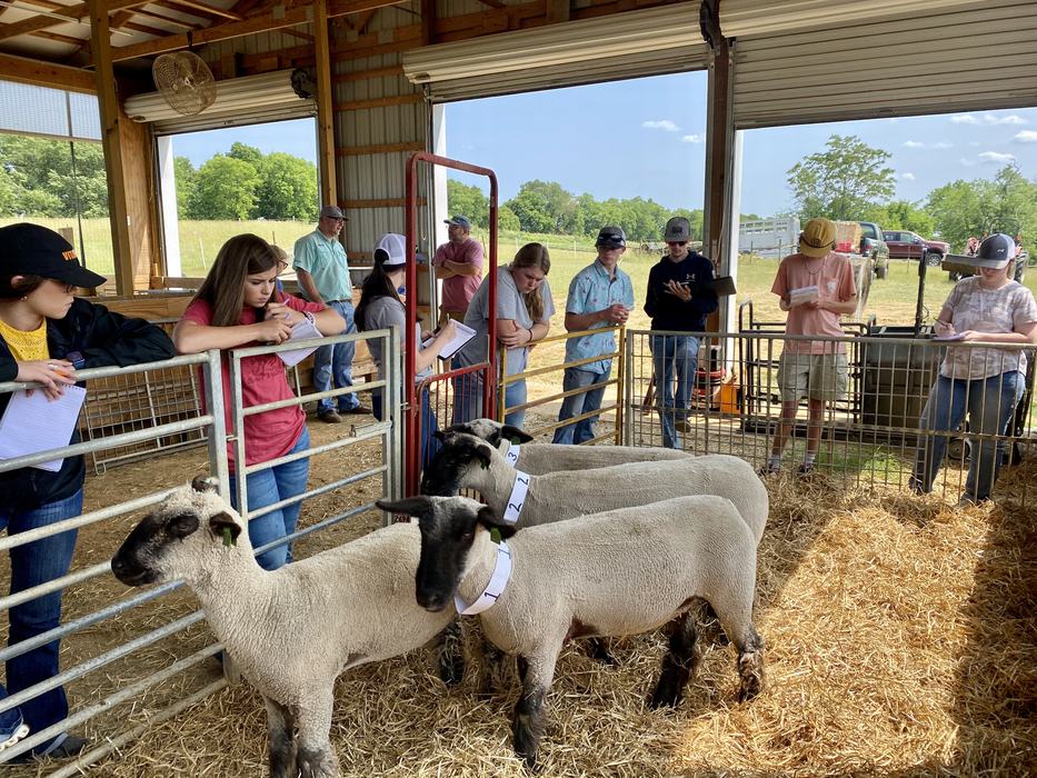 Children examining sheep in a covered paddock.
