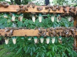 Beehive frames with vertical queen cells hanging and clusters of worker bees