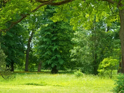 Trees and shrubs