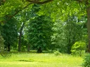 Trees and shrubs