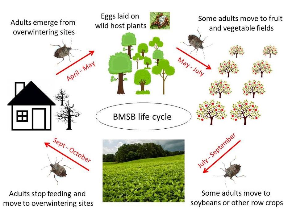 Diagram of brown marmorated stink bug life cycle