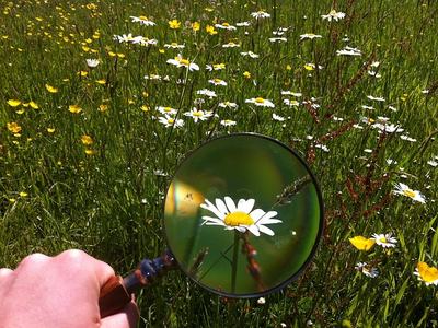 Hand holding magnifying glass focusing on a daisy in a grassy wildflower field