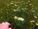 Hand holding magnifying glass focusing on a daisy in a grassy wildflower field