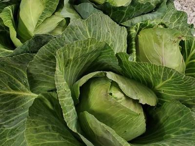 Three green cabbage heads with large layered outer leaves