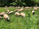 Flock of sheep grazing in a green pasture with trees in background